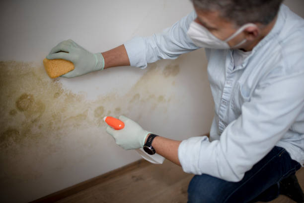 Environmental Consulting for Mold Prevention